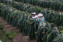 Người dân huyện Châu Thành A, Hậu Giang, chuyển đổi vườn tạp sang trồng cây ăn trái có giá trị cao. (Ảnh: Duy Khương/TTXVN)