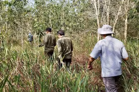 Nguy cơ xảy ra cháy lớn ở tất cả các loại rừng tại tỉnh An Giang
