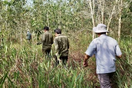 Nguy cơ xảy ra cháy lớn ở tất cả các loại rừng tại tỉnh An Giang