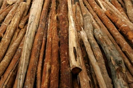 Tập đoàn Nhật Bản sản xuất nhiên liệu cho máy bay từ gỗ rừng 