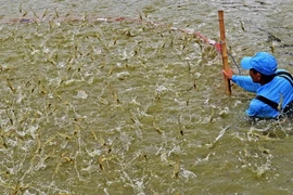 Mô hình nuôi tôm siêu thâm canh luôn cho năng suất cao phục vụ xuất khẩu của tỉnh Cà Mau. (Ảnh: Huỳnh Anh/TTXVN)