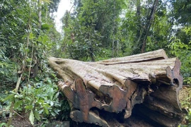 Thừa Thiên-Huế phát hiện hàng chục phách gỗ không rõ nguồn gốc