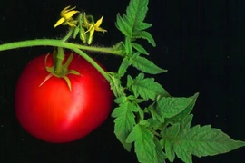 Các nhà khoa học Israel phát hiện thực vật có thể phát ra âm thanh