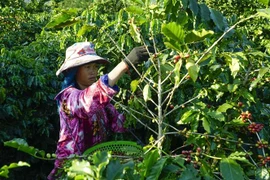 Dịch vụ mới giúp công ty coca, càphê tránh vi phạm luật mới của EU