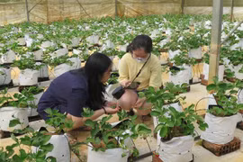 Đưa du lịch nông nghiệp, nông thôn trở thành thương hiệu của ĐBSCL