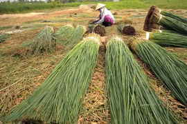Phân loại lác sau khi thu hoạch. (Ảnh: An Hiếu/TTXVN)
