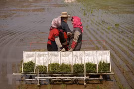 Đảng Lao động Triều Tiên thông qua nghị quyết phát triển nông nghiệp