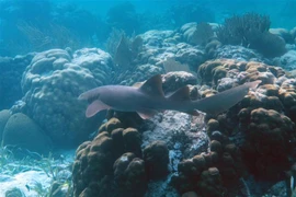 Cá mập sống tại rạn san hô ở Khu bảo tồn Biển Hol Chan, Ambergris Cay, Belize, Mỹ. (Ảnh: AFP/TTXVN)