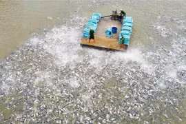 Chuyển đổi tư duy kinh tế nông nghiệp: Để nông dân là chủ thể