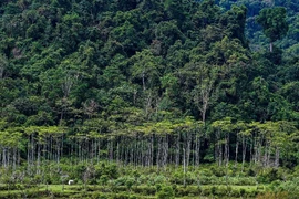 Cánh rừng tại Lhoong, tỉnh Aceh, Indonesia. (Ảnh: AFP/TTXVN)