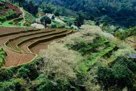 Sắc trắng tinh khôi của hoa mận miền Cao nguyên đá Hà Giang