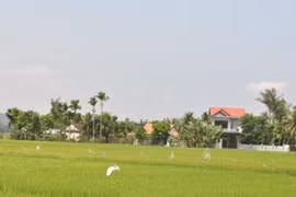 Màu xanh trù phú của làng quê Mỹ Lai ngày hôm nay
