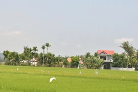 Màu xanh trù phú của làng quê Mỹ Lai ngày hôm nay