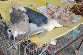 Xử lý nghiêm hoạt động kinh doanh trái pháp luật động vật hoang dã. (Ảnh: H.V/Vietnam+)