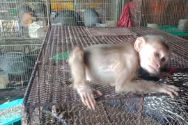 Cá thể khỉ thuộc nhóm động vật hoang dã quý, hiếm được bày bán công khai tại chợ Thạnh Hóa, tỉnh Long An. (Ảnh: HV/Vietnam+)