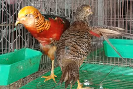 Ảnh minh họa về bảo tồn đa dạng sinh học. (Nguồn: Hùng Võ/Vietnam+) 