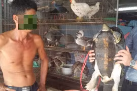 Chủ một gian hàng bán động vật hoang dã tại chợ nông sản Thạnh Hóa rao bán cá thể rùa nặng 15 kg. (Ảnh: H.V/VIetnam+)