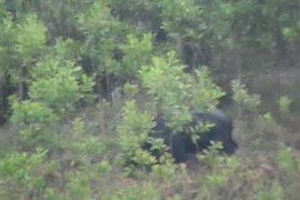 Cá thể bò tót trong đoạn phim quay được. (Ảnh: Đoàn Hữu Trung/Vietnam+)