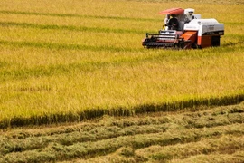 Thêm 2 ngân hàng được cho vay mua tạm trữ thóc, gạo