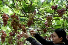 Sắp diễn ra Lễ hội nho và vang quốc tế tại tỉnh Ninh Thuận