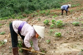 Kiên quyết thu hồi đất khi nông lâm trường sử dụng sai mục đích