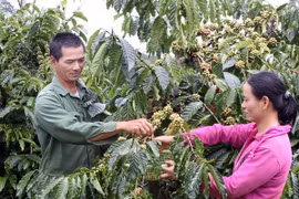 Thêm nguồn lực mới để giảm nghèo cho khu vực Tây Nguyên 