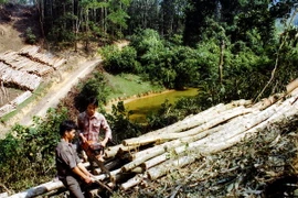 Khai thác gỗ keo. (Ảnh: Trần Tuấn/TTXVN)