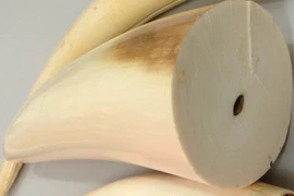 Nga voi bị thu giữ. (Ảnh: Liên Phương/Vietnam+)