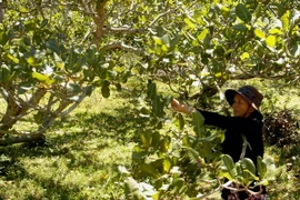 Đồng Nai: Điều mất mùa, rớt giá khiến nông dân lao đao