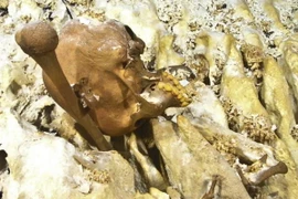 Bộ hài cốt lâu đời hé lộ nguồn gốc thổ dân da đỏ tại châu Mỹ