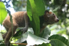 Việt Nam chú trọng bảo vệ các động vật hoang dã nguy cấp