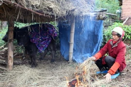 Đốt rơm sưởi ấm cho đàn trâu. (Ảnh: Quý Trung/TTXVN)