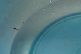 "Sinh vật lạ" xuất hiện trong nước sinh hoạt tại một số hộ dân ở thành phố Ninh Bình. (Ảnh: Hải Yến/TTXVN)