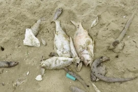 Cá chết dạt vào bờ tại Quảng Bình. (Ảnh: Võ Dung/TTXVN)