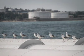 Cơ sở lọc dầu trên đảo Kharg thuộc vùng Vịnh, miền nam Iran ngày 23/2. (Nguồn: THX/TTXVN)