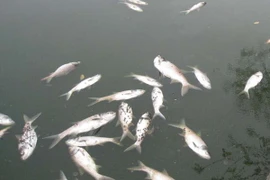 (Ảnh minh họa: Mạnh Minh/TTXVN)