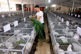 (Ảnh minh họa: Vũ Sinh/TTXVN)