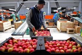 Ảnh minh họa. (Nguồn: AFP/TTXVN)