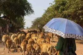 Người chăn nuôi đưa đàn gia súc đến nơi tránh nóng và gần nguồn nước. (Ảnh: Dương Giang/TTXVN)
