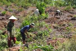Công nhân Công ty Lâm nghiệp Đô Lương tổ chức trồng rừng vụ Thu. (Ảnh : Nguyễn Văn Nhật/TTXVN)