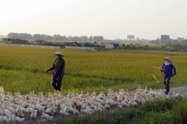 Người nuôi gia cầm ở xã Hiển Khánh, huyện Vụ Bản, lo lắng khi xuất hiện ổ dịch cúm A/H5N6 tại địa phương. (Ảnh: Văn Đạt/TTXVN)