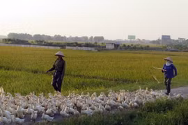 Người nuôi gia cầm ở xã Hiển Khánh, huyện Vụ Bản, lo lắng khi xuất hiện ổ dịch cúm A/H5N6 tại địa phương. (Ảnh: Văn Đạt/TTXVN)