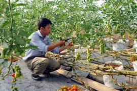 Ảnh chỉ có tính minh họa. (Ảnh: Mạnh Linh/TTXVN)