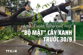 Hà Nội: Sẽ hoàn thành khắc phục "bộ mặt" cây xanh trước 30/9 