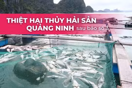 Tổn thất nặng nề của ngành nuôi trồng thủy sản Quảng Ninh sau bão Yagi
