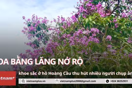 Vì sao dàn hoa bằng lăng hồ Hoàng Cầu trở nên 'hot' với các bạn trẻ Hà Nội?