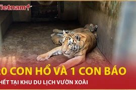 Bản tin 60s: Nguyên nhân 20 con hổ và 1 con báo chết tại khu du lịch Vườn Xoài