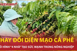 Cộng hưởng sức mạnh: Mô hình "bốn nhà" thay đổi diện mạo càphê Việt