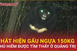 Bản tin 60s: Gấu ngựa 150kg có nguy cơ tuyệt chủng được phát hiện ở Quảng Trị