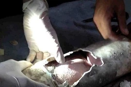 Bé sơ sinh bị kẹt trong ống cống bằng nhựa (Nguồn: LA Times)